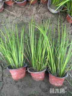 高度20厘米金叶石菖蒲