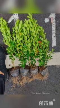 高度35厘米瓜子黄杨