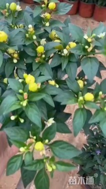 高度40厘米五彩椒