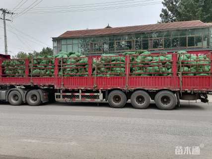 高度20厘米麦冬