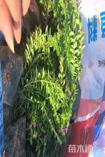 高度15厘米满天星