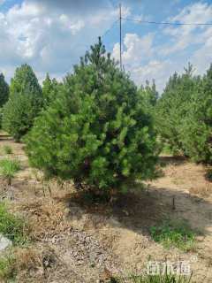 高度350厘米白皮松