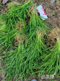 高度20厘米大花萱草