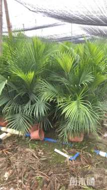 裸干高1厘米国王椰子