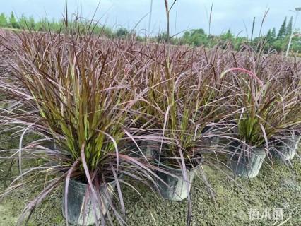 高度40厘米紫叶狼尾草