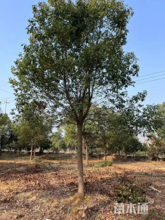 20公分丛生香樟