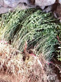 高度60厘米迎春花