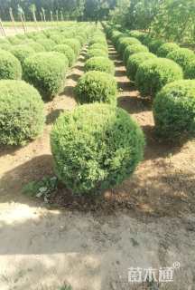 高度120厘米望都塔桧球