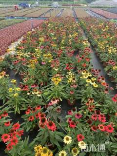 高度25厘米松果菊