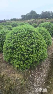 高度100厘米夹竹桃