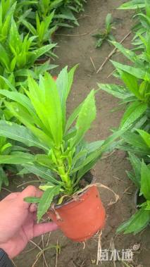 高度20厘米假龙头