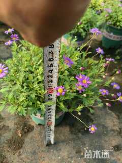 高度20厘米姬小菊