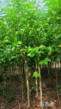 0.6公分乐昌含笑