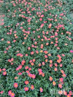 高度10厘米半枝莲