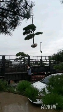 15公分造型五针松