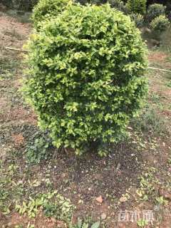 冠幅100厘米金叶女贞球