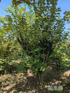 高度200厘米紫荆