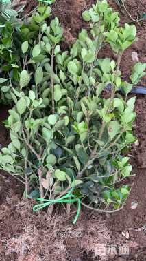 40厘米大叶黄杨小苗