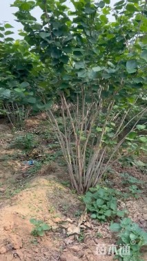 高度120厘米丛生紫荆