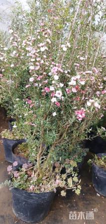 高度40厘米地被菊