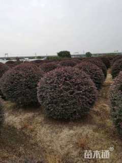 冠幅200厘米红花继木球