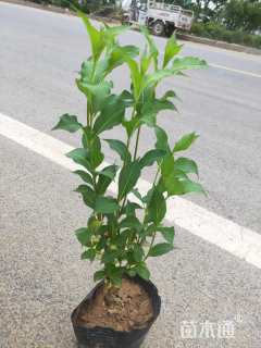 高度40厘米红王子锦带