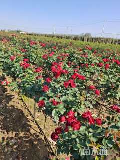 2公分小青杆月季