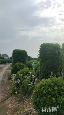 高度250厘米大叶黄杨柱