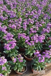 高度30厘米紫罗兰