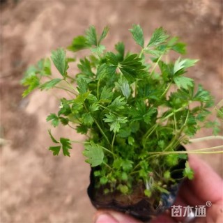 高度20厘米五叶委陵菜