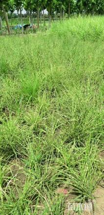 高度50厘米斑叶芒