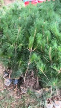 高度115厘米油松