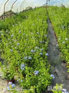 高度30厘米蓝雪花