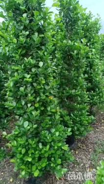 高度180厘米火山榕