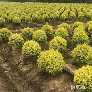 冠幅130厘米亮晶女贞球