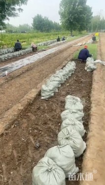 高度15厘米麦冬