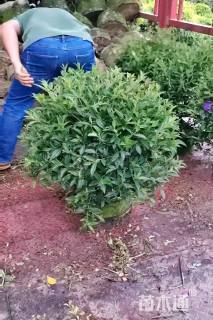 高度80厘米野牡丹球