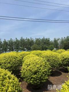 冠幅150厘米亮晶女贞球