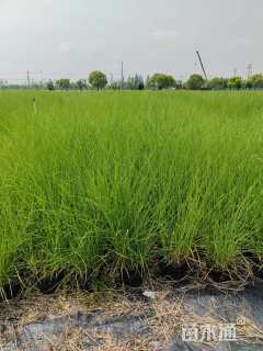 高度90厘米柳枝稷