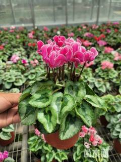 高度30厘米仙客来