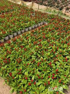 高度20厘米鸡冠花