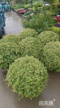 冠幅100厘米火棘球