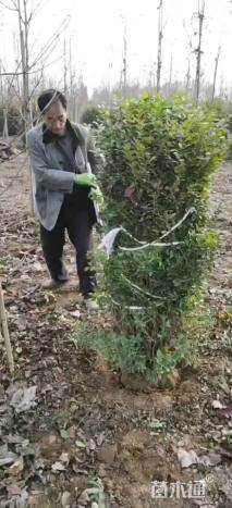 冠幅150厘米金叶女贞球