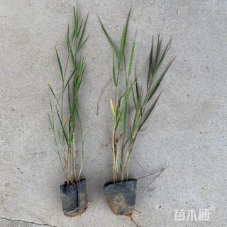 高度30厘米芦苇