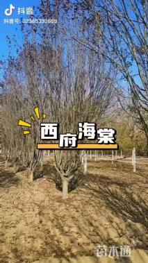 11公分西府海棠