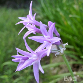 高度30厘米紫娇花