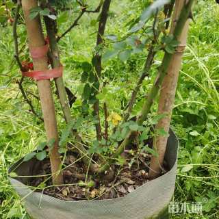 150厘米藤本月季