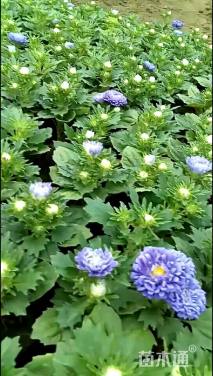 高度20厘米翠菊