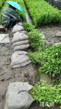 高度10厘米小叶栀子