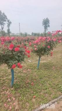 高度145厘米月季